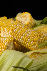 Macro shot of fresh raw corn cobs with green leaves.