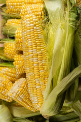Macro shot of fresh raw corn cobs with green leaves.