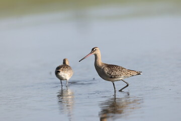 The black-tailed godwit (Limosa limosa melanuroides) is a large, long-legged, long-billed shorebird. This photo was taken in Japan.
