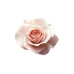a pink rose flower on a white background, a digital illustration with soft lighting and a romantic feel transparent background