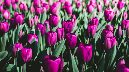 Pink tulips in the sun, blurred background creates the impression of an endless flower field, a symbol of spring freshness.