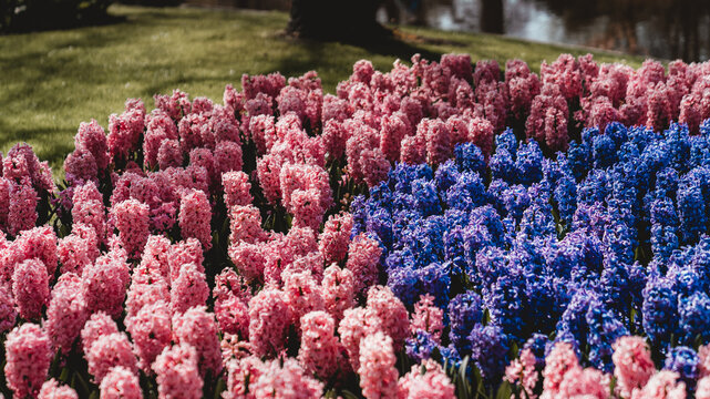 A blooming bed of blue and pink hyacinths in the park, the contrast of colors and spring greenery create a vibrant, fresh landscape full of joy.