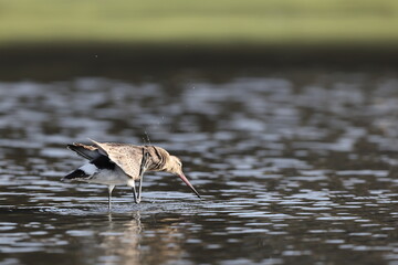 The black-tailed godwit (Limosa limosa melanuroides) is a large, long-legged, long-billed shorebird. This photo was taken in Japan.