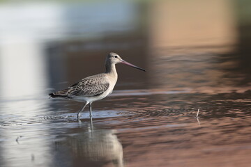 The black-tailed godwit (Limosa limosa melanuroides) is a large, long-legged, long-billed shorebird. This photo was taken in Japan.