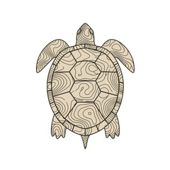 A detailed, stylized illustration of a turtle's shell, showcasing intricate line patterns resembling topographical maps.