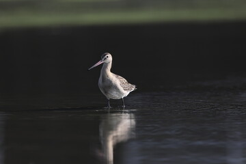 The black-tailed godwit (Limosa limosa melanuroides) is a large, long-legged, long-billed shorebird. This photo was taken in Japan.