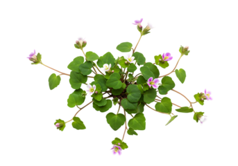 Overhead View of Blooming Creeping Wood Sorrel: Perfect for Botanical, Herbal, or Nature Designs isolated on transparent background
