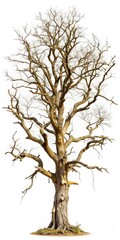 Fototapeta premium Dead tree with gnarled branches in white background