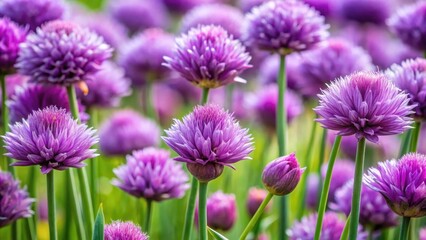 Fototapeta premium Close-up shot of vibrant purple chives flowers blooming in a garden
