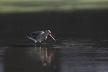The black-tailed godwit (Limosa limosa melanuroides) is a large, long-legged, long-billed shorebird. This photo was taken in Japan.