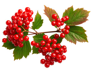 Artistic Arrangement of Viburnum Berries on Curved Branch, Top-Down Perspective