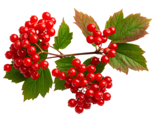Artistic Arrangement of Viburnum Berries on Curved Branch, Top-Down Perspective