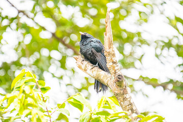 An Asian koel, a glossy black bird with a stout greenish bill and striking crimson eyes, perched on a dead tree branch.