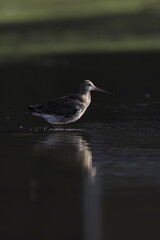 The black-tailed godwit (Limosa limosa melanuroides) is a large, long-legged, long-billed shorebird. This photo was taken in Japan.