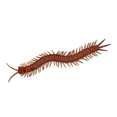 Fototapeta premium A detailed illustration of a reddish-brown centipede-like creature, set against a stark black background, with its segmented body and spiky protrusions clearly depicted.