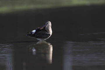 The black-tailed godwit (Limosa limosa melanuroides) is a large, long-legged, long-billed...