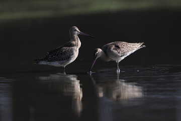 The black-tailed godwit (Limosa limosa melanuroides) is a large, long-legged, long-billed shorebird. This photo was taken in Japan.