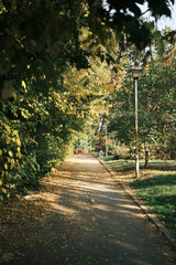 Autumn park path with yellow and green trees