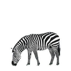 Fototapeta premium A detailed illustration of a zebra grazing against a black background, showcasing its distinctive black and white stripes.
