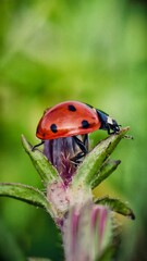 ladybird on a flower