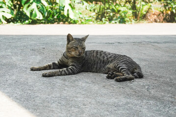 Relaxing Tabby Cat Basking in the Sun on a Concrete Surface near Lush Greenery