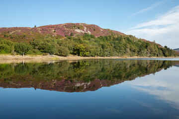 Llyn Cynwch in North Wales, UK, with heather on the mountains