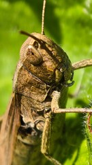 grasshopper on a leaf