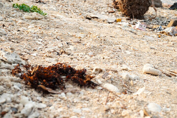 Beach Scene Depicting Coastal Debris and Pollution Environmental Concerns