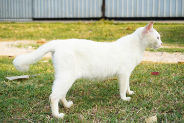 Obraz premium Majestic White Cat in a Lush Green Grassy Meadow