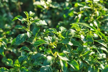 A section of a privet bush, showing individual green leaves in detail, against a pleasingly blurred background with bokeh.