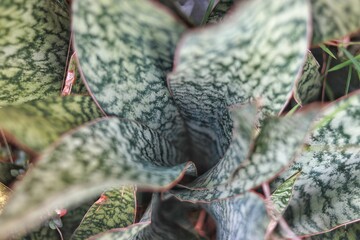 A close-up of a snake plant (Sansevieria trifasciata), showing its distinctive upright, somewhat spiraling, green leaves.