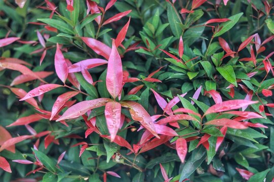 Vibrant red and green Lilly Pilly leaves, appearing wet and glistening, highlighting the plant's natural color variations.