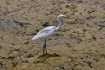 

White heron against the background of the sea ebb, Egypt. Shallow depth of field