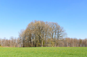 Obraz premium Forest landscape and green meadow against blue sky in the rural countryside during spring season in Germany, Europe