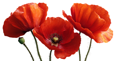  a few red poppy flowers, white background, png transparent material 