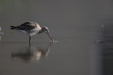 The black-tailed godwit (Limosa limosa melanuroides) is a large, long-legged, long-billed shorebird. This photo was taken in Japan.