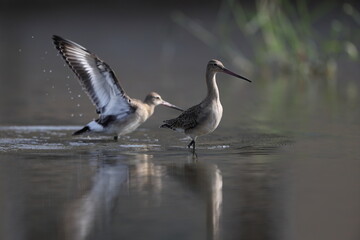 The black-tailed godwit (Limosa limosa melanuroides) is a large, long-legged, long-billed shorebird. This photo was taken in Japan.