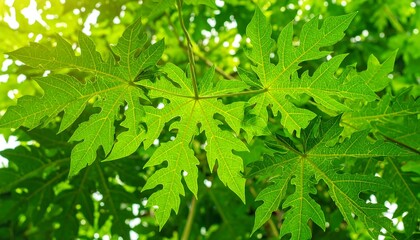 Obraz premium Lush green papaya leaves (1)