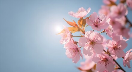 Obraz premium Close-up of delicate pink cherry blossoms against a soft blue sky.