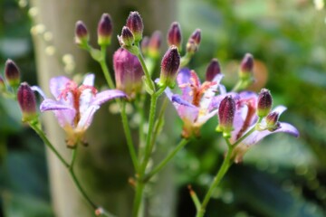 Japanese toad lily