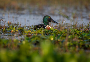 Close up of northern shoveler in the wetlands. Selective focus.
