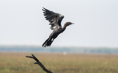 Cormorant bird taking off from a dead branch in the wetlands. Selective focus.
