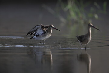 The black-tailed godwit (Limosa limosa melanuroides) is a large, long-legged, long-billed shorebird. This photo was taken in Japan.