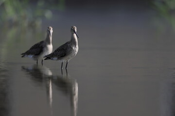The black-tailed godwit (Limosa limosa melanuroides) is a large, long-legged, long-billed...
