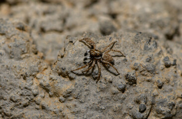 Jumping Spider Sitting on Rock