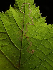 A micro moth's leaf mine on a hazel leaf