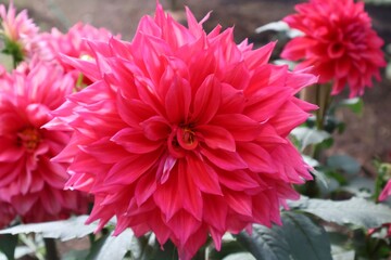 pink dahlia flower