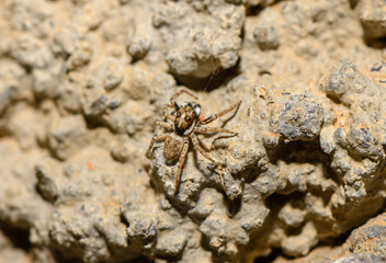 A jumping spider sits on a rock surface, photographed in macro to reveal its hairy legs, shiny eyes, and intricate body details