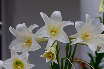 Elegant White Lilies Blooming in Cyprus Garden
