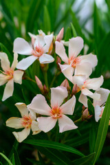 Closeup of Oleander Flowers on Bush in Cyprus
